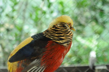 Chrysolophus pictus ailesinin türleri. Altın renkli Çin gökkuşağı sülünü Ayrıntılı Görünüm Başı ve Boyun canlı altın renkler sergiliyor sarı tüyler parlak tüyler sergiliyor