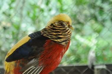 Chrysolophus pictus ailesinin türleri. Altın renkli Çin gökkuşağı sülünü Ayrıntılı Görünüm Başı ve Boyun canlı altın renkler sergiliyor sarı tüyler parlak tüyler sergiliyor
