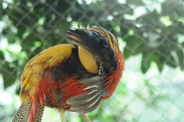 Chrysolophus pictus ailesinin türleri. Altın renkli Çin gökkuşağı sülünü Ayrıntılı Görünüm Başı ve Boyun canlı altın renkler sergiliyor sarı tüyler parlak tüyler sergiliyor