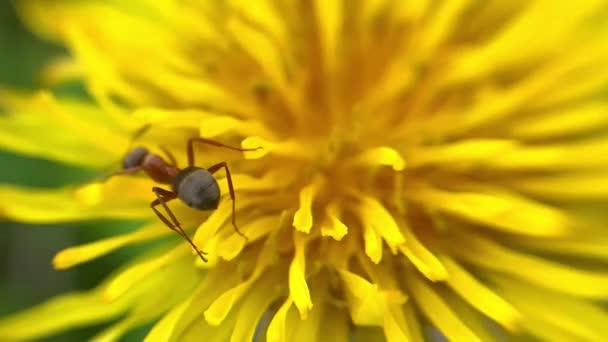 Karınca Sarı Bir Karahindiba Üzerinde Yüzünü Yıkar — Stok video