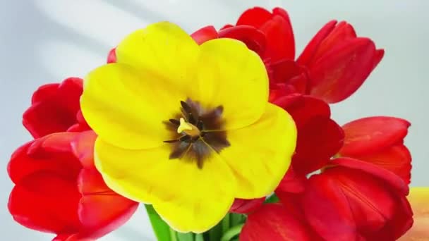 Tulipany Wiosna Białym Tle — Wideo stockowe