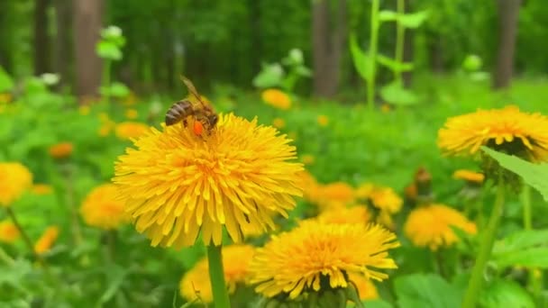 Méhecske Egy Pitypangon Erdőben — Stock videók