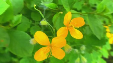Sahadaki çalılıklarda Celandine