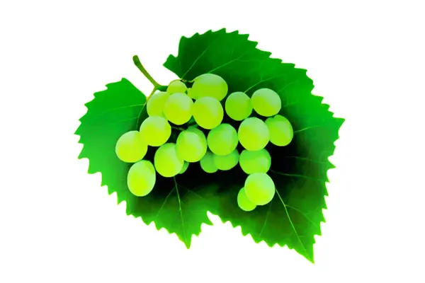 Виноград Листьями Изолированными Белом — стоковое фото