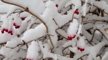 4K Video. Karda Viburnum var. Karların altında böğürtlenli Viburnum ağacı.