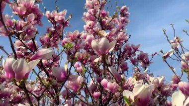 4K Video. Doğayla, çiçeklerle ve bitkilerle ilgili videolar pek çok video projesi için arka plan ve ekran koruyucu olarak mükemmeldir..