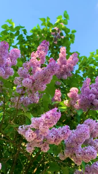 Arbusto Lilás Violeta Jardim Primavera Contra Céu Azul Vídeo Vertical — Vídeo de Stock