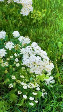 Spiraea Vangutta yaprak döken bir süs çitidir. Doğa, çiçekler ve bitkiler hakkında dikey bir video birçok video için bir arkaplan ve ekran koruyucu olarak mükemmeldir.