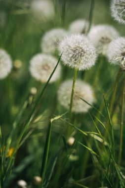 White dandelions on a green meadow ready to fly on a sunny day
