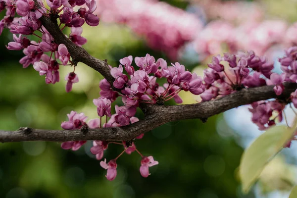 Close-up of branch with flowers of Eastern redbud, Canadian chercis, Cercis siliquastrum, judas tree in spring