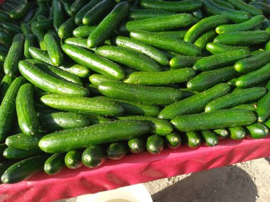 Taze toplanmış Yeşil Salatalıklar