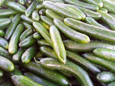 Taze toplanmış Yeşil Salatalıklar