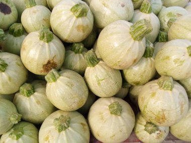 Taze Yeşil Hasat Edilen Elma Kabağı