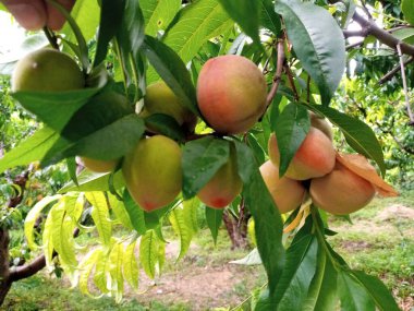 Olgun şeftali ağacı dalı