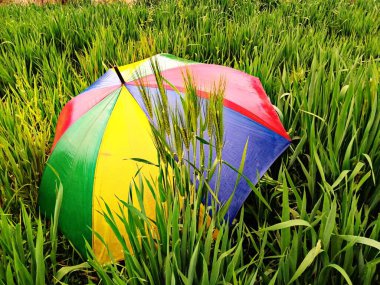 Colorful Umbrella on Green Wheat Field clipart