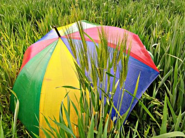 Colorful Umbrella on Green Wheat Field clipart