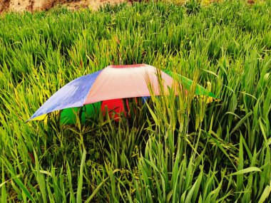 Colorful Umbrella on Green Wheat Field clipart