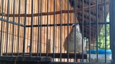 Merbah cerukcuk kuşları şarkı söylerken kafeste dans edip eğleniyorlar.