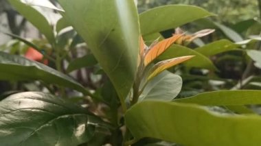 Hâlâ meyve vermeyen ve çömleğe yerleştirilmemiş genç mango yapraklarının videosu.
