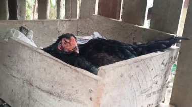 Bir tavuk, yumurtalarını çok sıkı bir şekilde kuluçkaya yatırırken görüldüğünde, birisi ona yaklaştığında ya da onu tehdit ettiğinde sinirlenir.