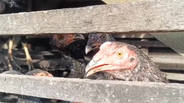Gezien Kippen Zich Verzamelen Opgenomen Worden Mijn Opname Deze Kippen — Stockvideo