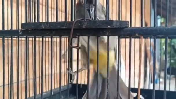 Merbah Cerukcuk Ptaki Bawią Się Tańczą Klatce Podczas Śpiewania — Wideo stockowe