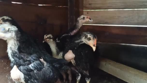 Visto Que Los Pollos Están Reuniendo Para Ser Incluidos Grabación — Vídeo de stock