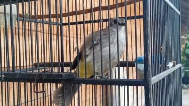 Merbah Cerukcuk鳥は歌を歌いながらケージで楽しさとダンスをしています — ストック動画