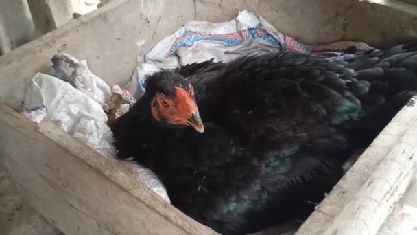 Wenn Eine Henne Ihre Eier Sehr Fest Bebrütet Wird Sie — Stockvideo