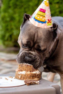 Doğum günü pastası şeklinde bir köpek ve doğum günü hediyesi. Şapkalı şirin bir köpek yavrusu doğada poz veriyor. İki numaralı köpek pastası. İyi ki doğdun.