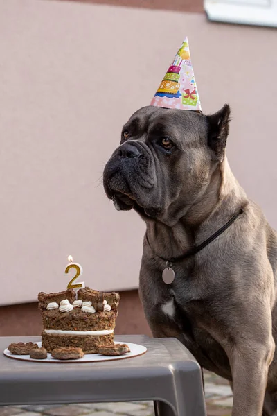 생일은 케이크의 형태로 이루어지고 모자를 귀여운 강아지가 자연스럽게 포즈를 취한다 — 스톡 사진