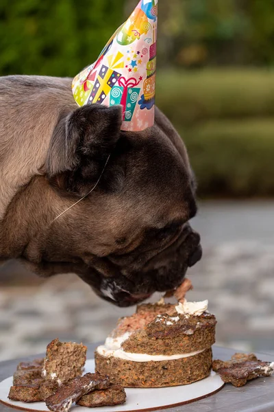 Ein Hund Und Ihr Geburtstagsgeschenk Form Einer Geburtstagstorte Ein Süßer — Stockfoto