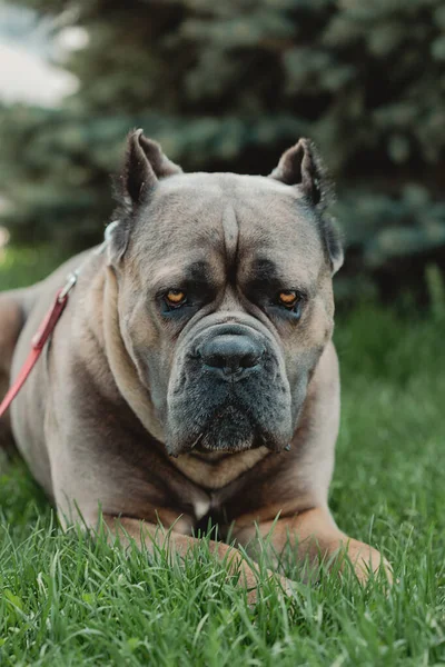 Cane Corso肖像画肯恩 科索坐在室外绿草上 大狗品种 意大利狗Cane Corso 狗的勇敢的样子 夏天的季节Formentino颜色 — 图库照片