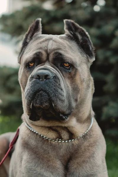 ケイン コルソの肖像画 杖コルソは緑の芝生の上に屋外に座っています 大きな犬が繁殖する イタリア犬のケイン コルソ 犬の勇気ある表情 夏のシーズン Formentino色 — ストック写真