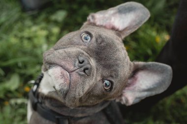 Fransız bulldog portresi. Fransız bulldog dışarıdaki yeşil çimlerin üzerinde oturur. Yaz mevsimi.