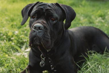 Cane Corso portresi. Cane Corso dışarıdaki yeşil çimlerin üzerinde oturuyor. Büyük köpek yavruları. İtalyan köpeği Cane Corso. Bir köpeğin cesur bakışı. Yaz sezonu. Siyah Çubuk Corso