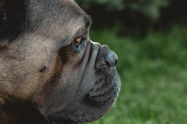 Cane Corso portresi. Cane Corso dışarıdaki yeşil çimlerin üzerinde oturuyor. Büyük köpek yavruları. İtalyan köpeği Cane Corso. Bir köpeğin cesur bakışı. Yaz sezonu. Formentino rengi.