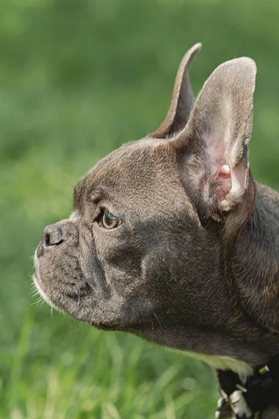 Francia Bulldog Portré Francia Bulldog Zöld Füvön Szabadban Nyári Szezon — Stock Fotó