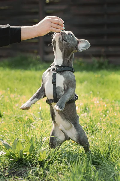Fransk Bulldogg Porträtt Franska Bulldog Utför Tricks Sitter Grönt Gräs — Stockfoto