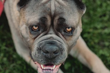 Cane Corso portresi. Cane Corso dışarıdaki yeşil çimlerin üzerinde oturuyor. Büyük köpek yavruları. İtalyan köpeği Cane Corso. Bir köpeğin cesur bakışı. Yaz sezonu. Formentino rengi.