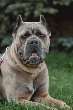 Cane Corso portresi. Cane Corso dışarıdaki yeşil çimlerin üzerinde oturuyor. Büyük köpek yavruları. İtalyan köpeği Cane Corso. Bir köpeğin cesur bakışı. Yaz sezonu. Formentino rengi.