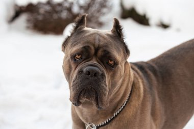 Cane Corso portresi. Cane Corso açık havada. Bir köpeğin kış portresi. Büyük köpek yavruları. İtalyan köpeği Cane Corso. Bir köpeğin cesur bakışı. Formentino rengi.