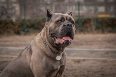 Cane Corso portresi. Cane Corso dışarıda oturuyor. Büyük köpek yavruları. İtalyan köpeği Cane Corso. Bir köpeğin cesur bakışı. Formentino rengi.