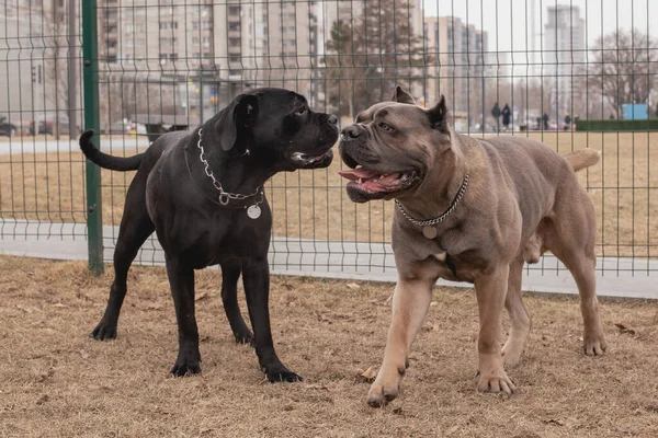 Quadro Movimento Dois Cane Corsos Estão Brincando Livre Raças Cães — Fotografia de Stock