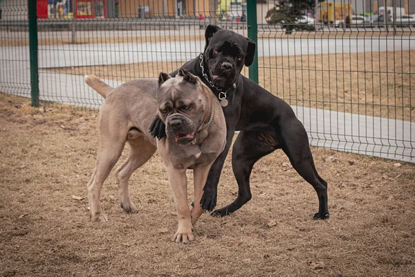 Frame Beweging Twee Cane Corsos Spelen Buiten Grote Hondenrassen Italiaanse — Stockfoto