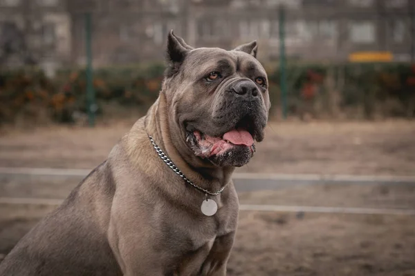 Cane Corso肖像画Cane Corso坐在室外大狗品种 意大利狗Cane Corso 狗的勇敢的样子 Formentino颜色 — 图库照片