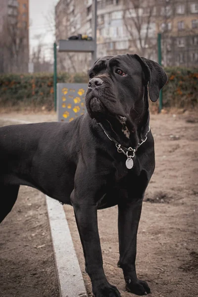 Cane Corso肖像画Cane Corso坐在室外大狗品种 意大利狗Cane Corso 狗的勇敢的样子 — 图库照片