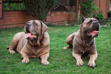 Cane Corso portresi. İki Cane Corso açık havada yatıyor. Büyük köpek yavruları. İtalyan köpeği Cane Corso. Bir köpeğin cesur bakışı. Kesik kulaklar. formentino rengi.