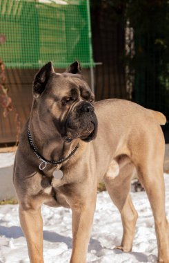 Cane Corso portresi. Cane Corso açık havada. Bir köpeğin kış portresi. Büyük köpek yavruları. İtalyan köpeği Cane Corso. Bir köpeğin cesur bakışı. Formentino rengi.