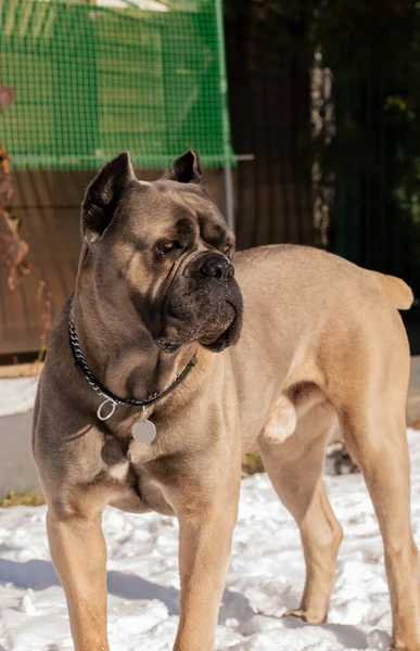 Cane Corso portresi. Cane Corso açık havada. Bir köpeğin kış portresi. Büyük köpek yavruları. İtalyan köpeği Cane Corso. Bir köpeğin cesur bakışı. Formentino rengi.